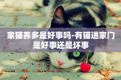 家貓養多是好事嗎-有貓進家門是好事還是壞事