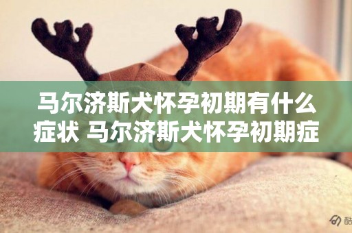 馬爾濟斯犬懷孕初期有什么癥狀 馬爾濟斯犬懷孕初期癥狀