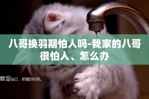 八哥換羽期怕人嗎-我家的八哥很怕人、怎么辦