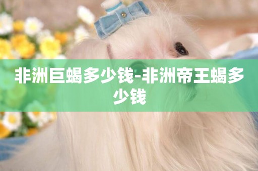 非洲巨蝎多少錢-非洲帝王蝎多少錢