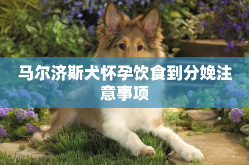 馬爾濟斯犬懷孕飲食到分娩注意事項