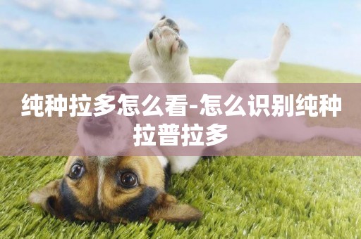 純種拉多怎么看-怎么識別純種拉普拉多