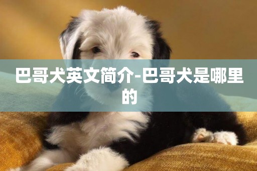 巴哥犬英文簡介-巴哥犬是哪里的