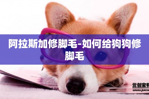 阿拉斯加修腳毛-如何給狗狗修腳毛