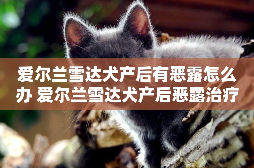 愛爾蘭雪達犬產后有惡露怎么辦 愛爾蘭雪達犬產后惡露治療