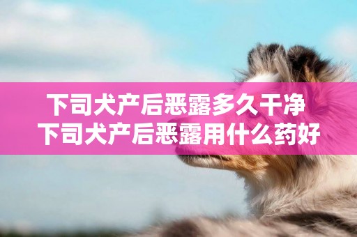 下司犬產后惡露多久干凈 下司犬產后惡露用什么藥好