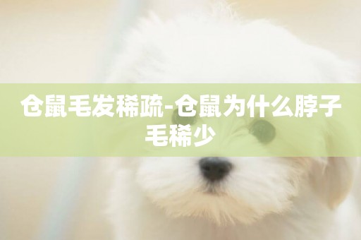倉鼠毛發稀疏-倉鼠為什么脖子毛稀少