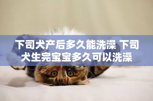 下司犬產后多久能洗澡 下司犬生完寶寶多久可以洗澡