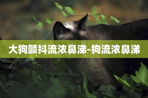大狗顫抖流濃鼻涕-狗流濃鼻涕