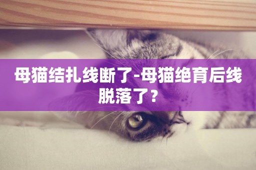 母貓結扎線斷了-母貓絕育后線脫落了？