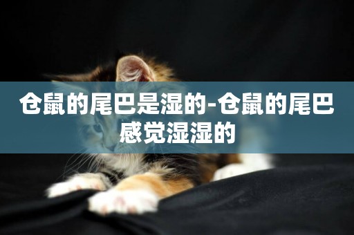 倉鼠的尾巴是濕的-倉鼠的尾巴感覺濕濕的