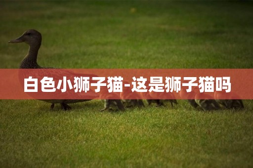 白色小獅子貓-這是獅子貓嗎