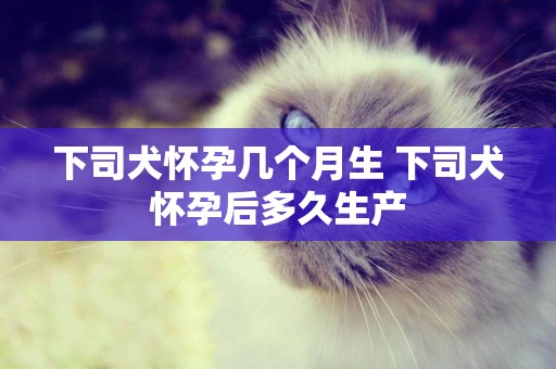 下司犬懷孕幾個月生 下司犬懷孕后多久生產