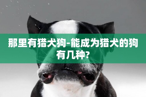 那里有獵犬狗-能成為獵犬的狗有幾種?