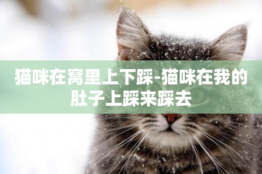 貓咪在窩里上下踩-貓咪在我的肚子上踩來踩去