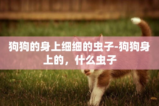 狗狗的身上細細的蟲子-狗狗身上的，什么蟲子