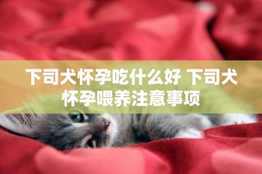 下司犬懷孕吃什么好 下司犬懷孕喂養注意事項