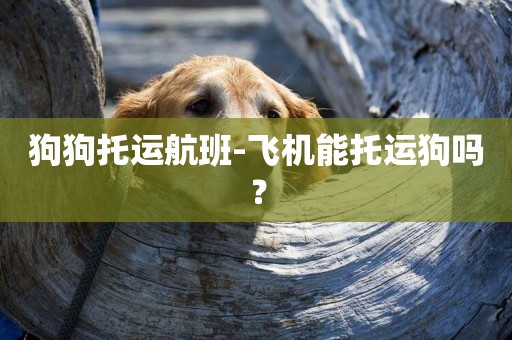 狗狗托運航班-飛機能托運狗嗎？