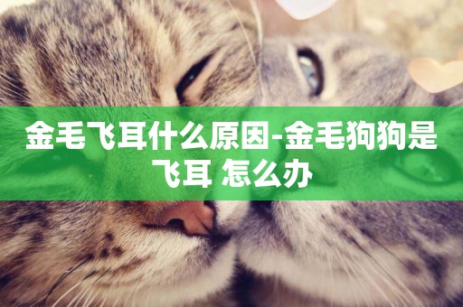 金毛飛耳什么原因-金毛狗狗是飛耳 怎么辦