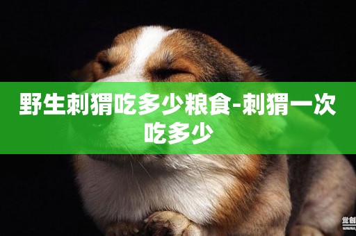 野生刺猬吃多少糧食-刺猬一次吃多少
