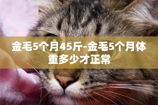 金毛5個月45斤-金毛5個月體重多少才正常