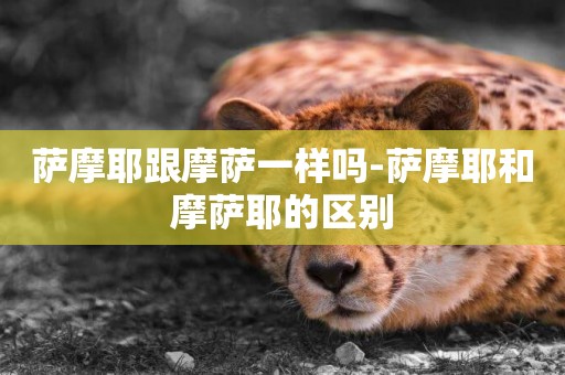 薩摩耶跟摩薩一樣嗎-薩摩耶和摩薩耶的區別