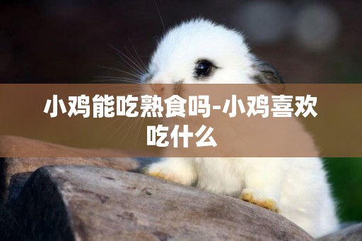 小雞能吃熟食嗎-小雞喜歡吃什么