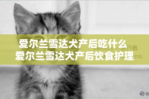愛爾蘭雪達犬產后吃什么 愛爾蘭雪達犬產后飲食護理經驗