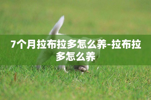 7個月拉布拉多怎么養-拉布拉多怎么養