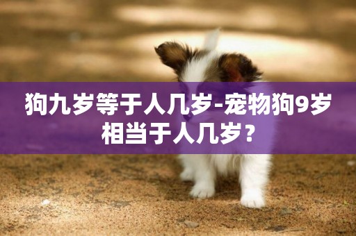 狗九歲等于人幾歲-寵物狗9歲相當于人幾歲？