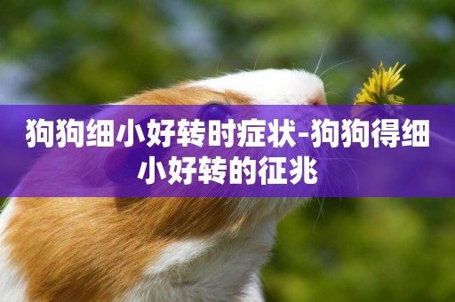 狗狗細小好轉時癥狀-狗狗得細小好轉的征兆