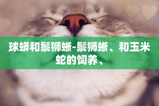 球蟒和鬃獅蜥-鬃獅蜥、和玉米蛇的飼養、