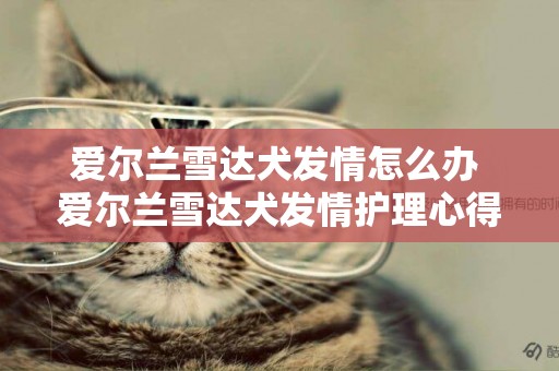 愛爾蘭雪達犬發情怎么辦 愛爾蘭雪達犬發情護理心得