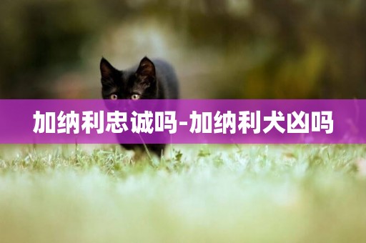 加納利忠誠嗎-加納利犬兇嗎