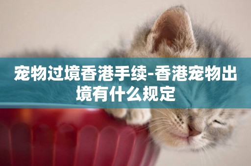 寵物過境香港手續-香港寵物出境有什么規定