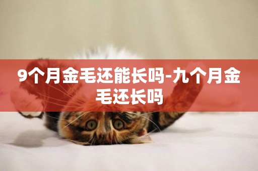9個月金毛還能長嗎-九個月金毛還長嗎