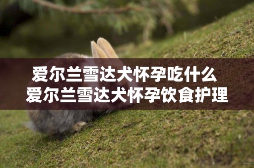 愛爾蘭雪達犬懷孕吃什么 愛爾蘭雪達犬懷孕飲食護理技巧