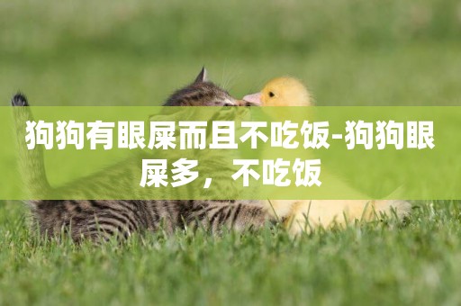 狗狗有眼屎而且不吃飯-狗狗眼屎多，不吃飯