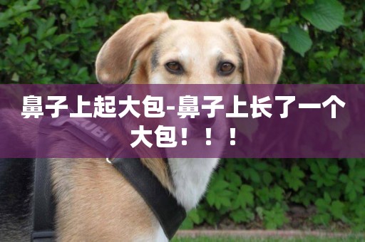 鼻子上起大包-鼻子上長了一個大包！！！