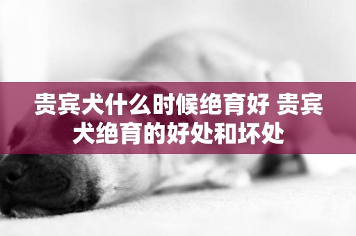 貴賓犬什么時候絕育好 貴賓犬絕育的好處和壞處