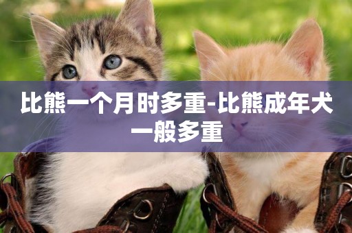 比熊一個月時多重-比熊成年犬一般多重