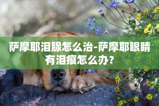 薩摩耶淚腺怎么治-薩摩耶眼睛有淚痕怎么辦？