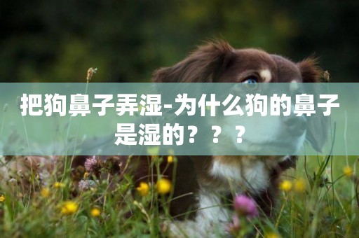 把狗鼻子弄濕-為什么狗的鼻子是濕的？？？