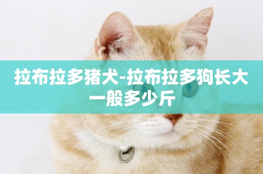 拉布拉多豬犬-拉布拉多狗長大一般多少斤