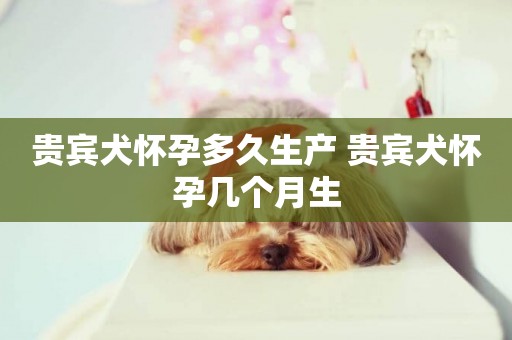 貴賓犬懷孕多久生產 貴賓犬懷孕幾個月生