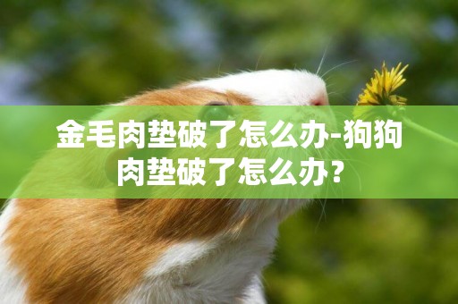 金毛肉墊破了怎么辦-狗狗肉墊破了怎么辦？