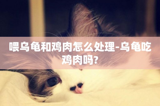 喂烏龜和雞肉怎么處理-烏龜吃雞肉嗎?