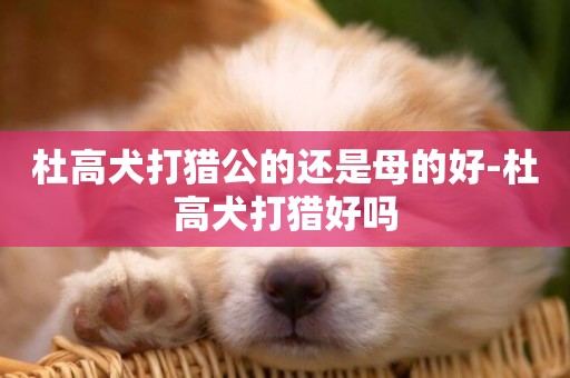 杜高犬打獵公的還是母的好-杜高犬打獵好嗎