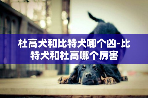 杜高犬和比特犬哪個兇-比特犬和杜高哪個厲害