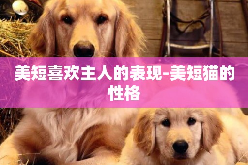 美短喜歡主人的表現-美短貓的性格